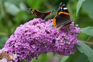 Sommerfuglebuske