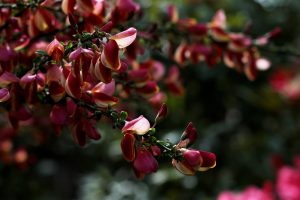 Pelargoni forår