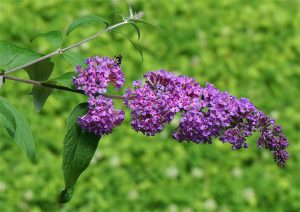 Sommerfuglebuske