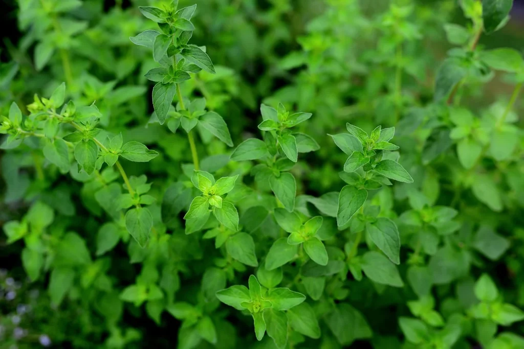 valg af urter i haven: oregano