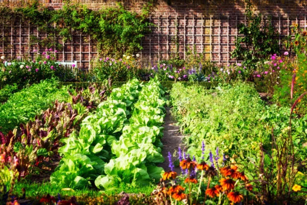 Planter i køkkenhaven