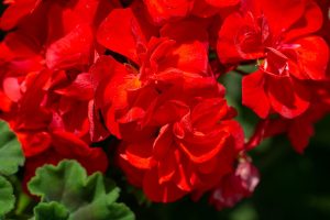 Pelargonier