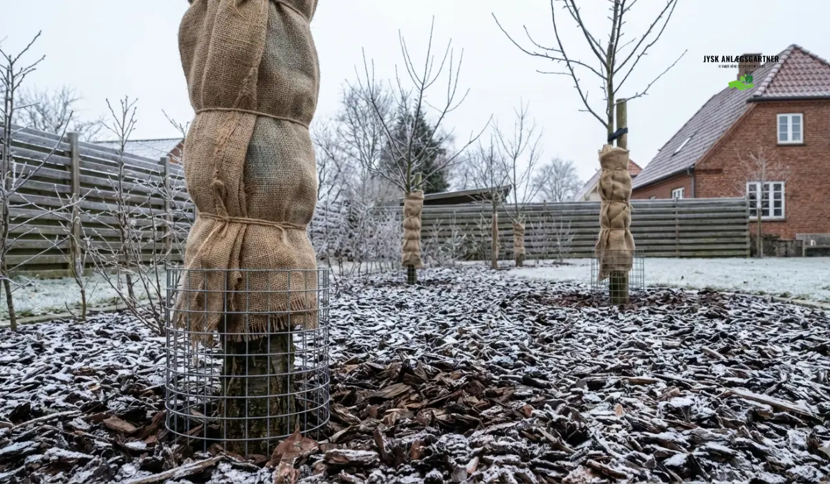 Sådan beskytter du træer mod vinterfrost